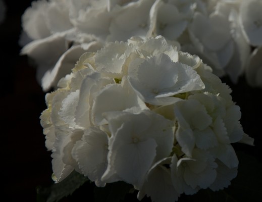 Hortensia_