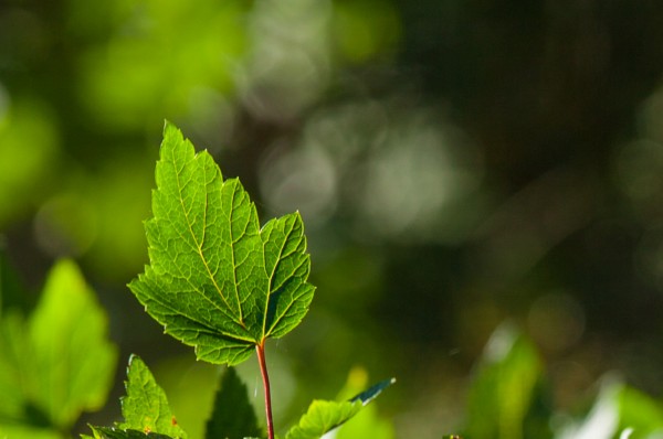 bokeh