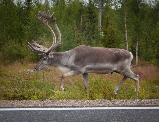 matkalla pohjoiseen