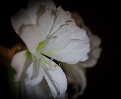 Amaryllis-5