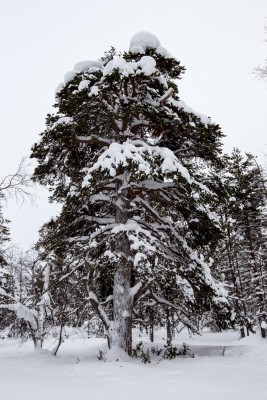 Maaliskuinen Hangasoja