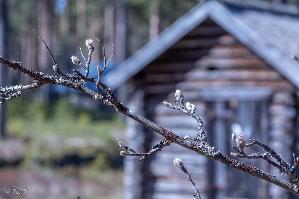 kevat – Tuulestatemmattua