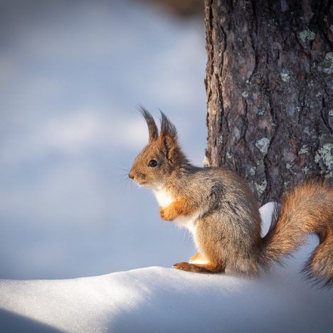 Täällä vielä tänäänkin!