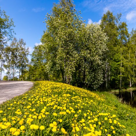 Kulleroiden aikaan