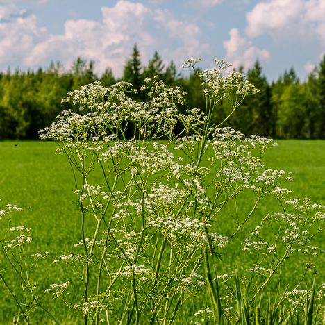 Suvisunnuntaina kotikaupungin kaduilla