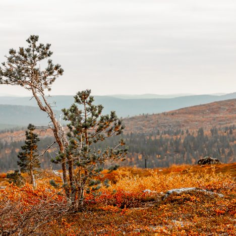 Patikalla ja pihalla – juhlaa ja arkea