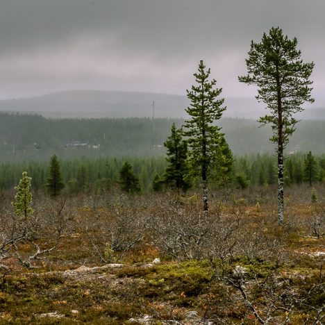 Kakkuja ja kohtaamisia