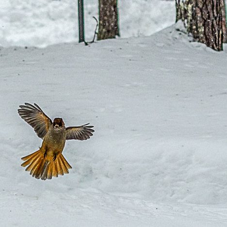 Helmikuu loppupuoli