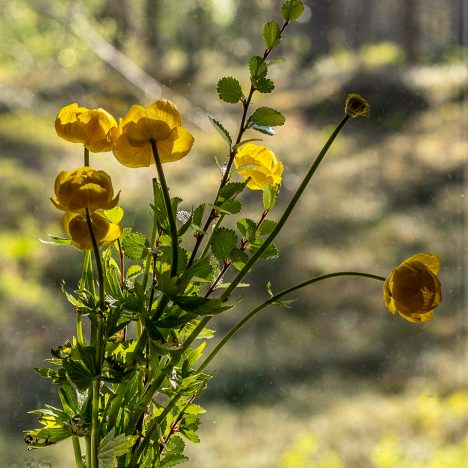 Pyhäpäivän patikka Mariankurulle