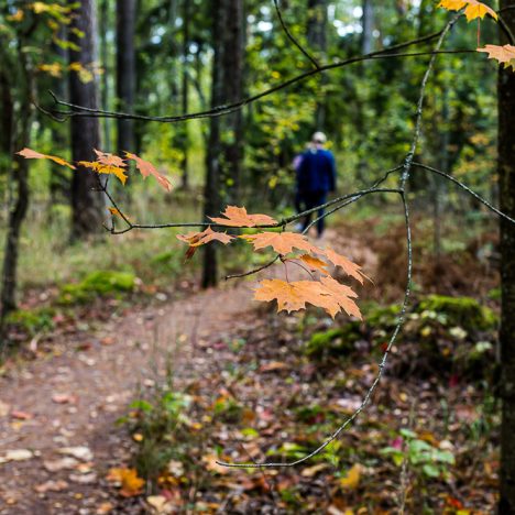 Tuusulanjärven rannalla, Ainolassa ja parasta…