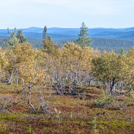 Leppoisa, lämmin lauantai