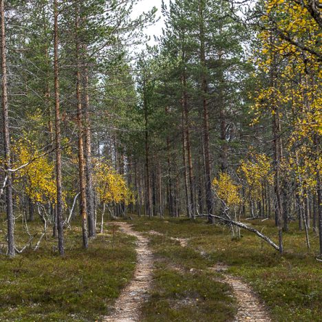 Kallioita, lampia, soita – luonnossa liikkuen