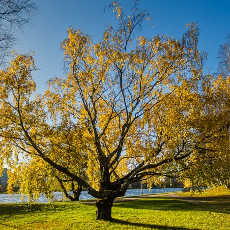 Maanantaiaamukin on hyvä